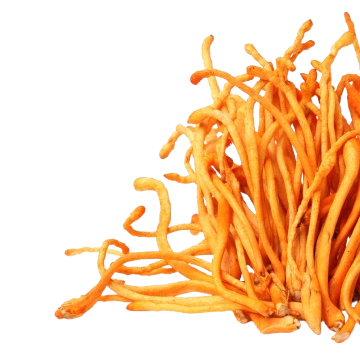 CordyCEPS extract (plic extract)