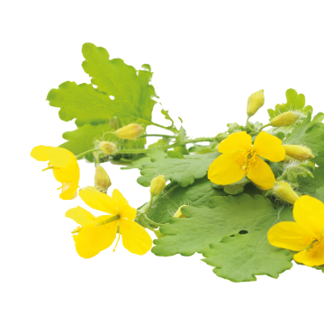 Cat's claw extract