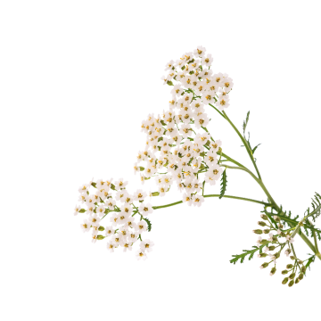 Yarrow powder