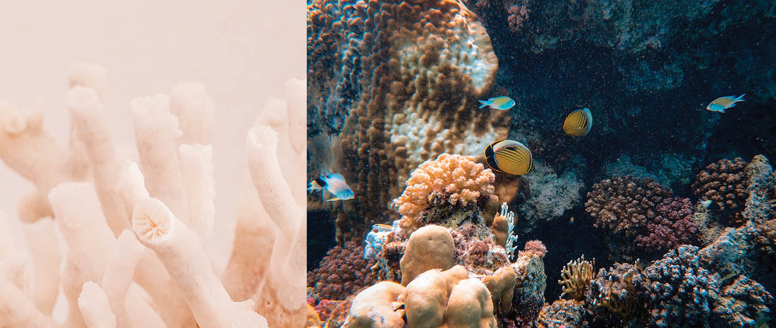 World Ocean Day: Korallenriffe und wie Probiotika sie retten könnten