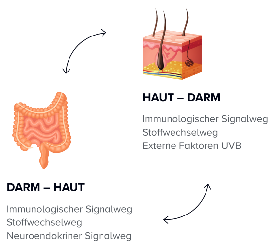 Die Darm-Haut-Achse erklärt