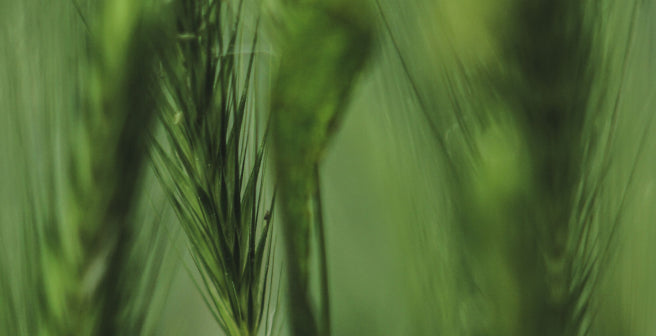 mybacs product ingredient