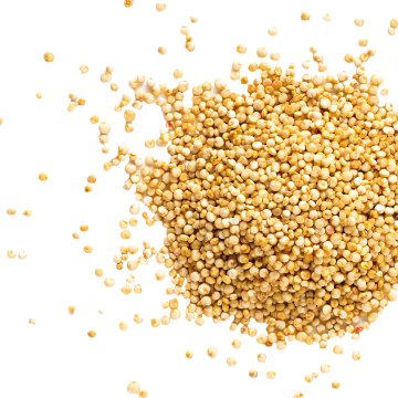 millet extract