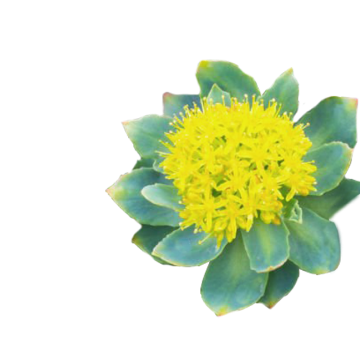 Rhodiola Rosea