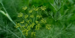 mybacs product ingredient