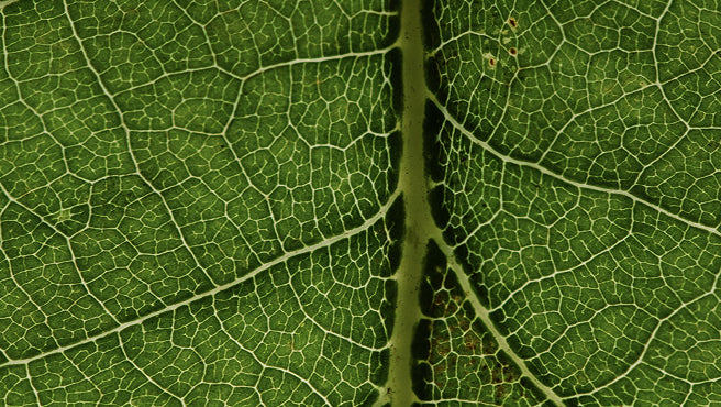 mybacs product ingredient